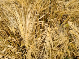 Gerste - Getreidefeld - Hordeum vulgare 3