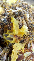 Bees on honeycombs. Close up of honey bee swarm on honeycomb in hive nest, copy space background