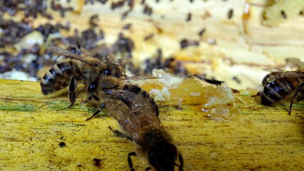 Bees on honeycombs. Close up of honey bee swarm on honeycomb in hive nest, copy space background
