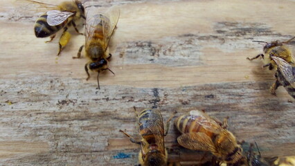 Bees on honeycombs. Close up of honey bee swarm on honeycomb in hive nest, copy space background