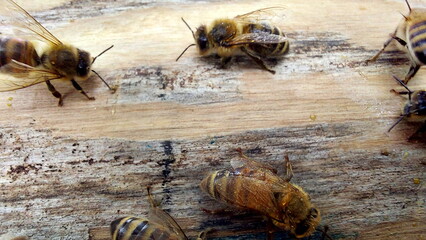 Bees on honeycombs. Close up of honey bee swarm on honeycomb in hive nest, copy space background