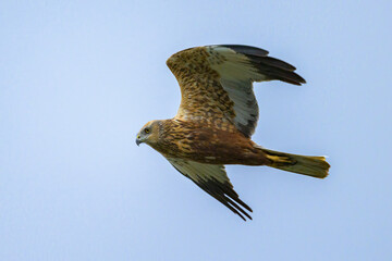 A Western Marsh Harrier flying on a sunny day