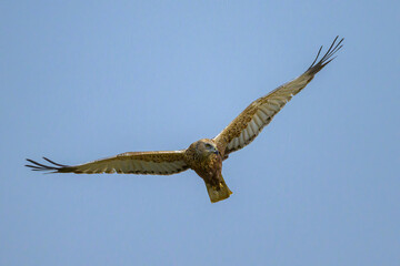 A Western Marsh Harrier flying on a sunny day