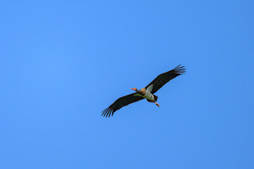 A Black Stork in flight blue sky