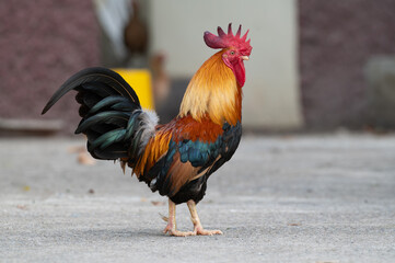 Rooster is standing on the floor.Selective focus.