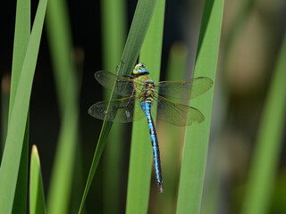 An emperor dragonfly resting on a plant