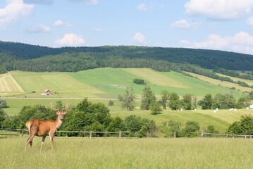 sarny krajobraz góry 