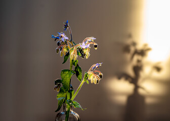 Still life with a flower, quiet shadows in the background, soft evening light