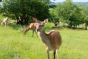 sarna, łania , góry , natura wild © Weronika