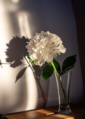 Still life with white poinsettia flower, quiet shadows in the background, soft evening light