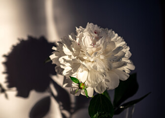 Still life with white poinsettia flower, quiet shadows in the background, soft evening light