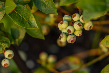 Green unripe fruits on a blueberry bush