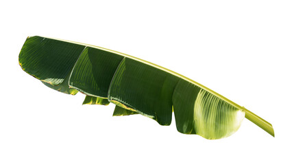 green banana leaf isolated on white background © pernsanitfoto