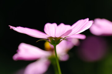 Fototapeta premium コスモスに集う