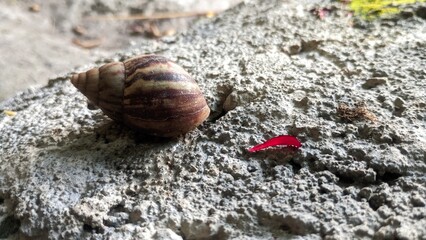 snail on a stone