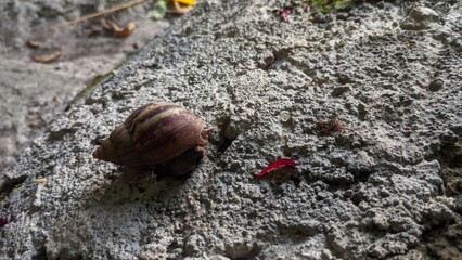 snail on a stone