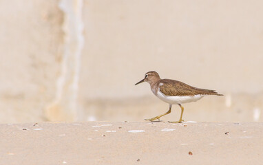 sand plover bird