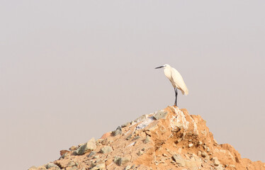 western reef egret