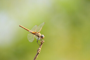 dragonfly