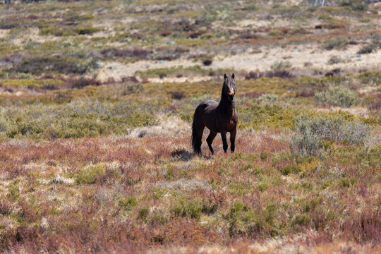 Wild (feral) Snowy Mountains brumby stallion standing in open grassy field