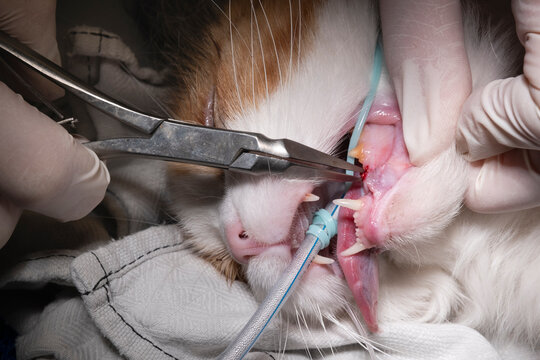 Veterinarian removes a diseased tooth from the lower jaw of an intubated cat with a forceps. Cats with bad teeth are treated by a vet