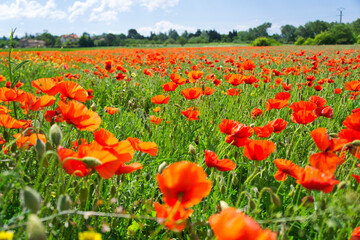Rot leuchtendes Mohnfeld