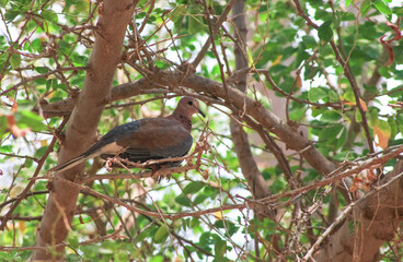 Kerala birds