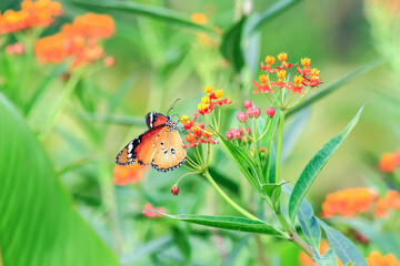 Common Tiger Butterfly
