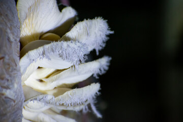 Pleurotus ostreatus, the oyster mushroom is a common edible mushroom. It is one of the more commonly sought wild mushrooms, though it can also be cultivated on straw and other media.