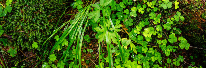 Top view of the wood sorrel (Oxalis acetosella) and moss growing in the forest among the roots of the trees. Green shamrocks. Northern nature. Panoramic background.
