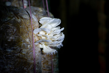 Pleurotus ostreatus, the oyster mushroom is a common edible mushroom. It is one of the more commonly sought wild mushrooms, though it can also be cultivated on straw and other media.
