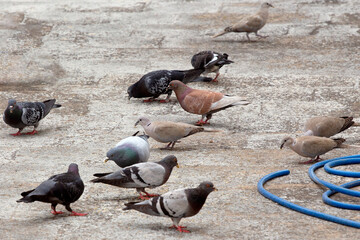 group of colourful pigeons (Columba livia) and brown doves (Streptopelia decaocto) looking for food...