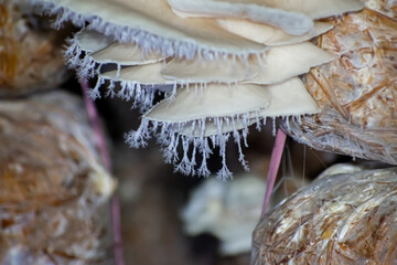 Pleurotus ostreatus, the oyster mushroom is a common edible mushroom. It is one of the more commonly sought wild mushrooms, though it can also be cultivated on straw and other media.