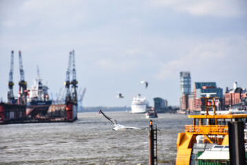 Hamburg x Harbor Seagulls