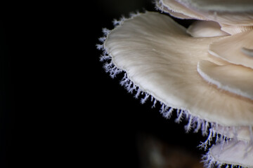 Pleurotus ostreatus, the oyster mushroom is a common edible mushroom. It is one of the more commonly sought wild mushrooms, though it can also be cultivated on straw and other media.