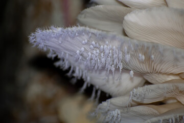 Pleurotus ostreatus, the oyster mushroom is a common edible mushroom. It is one of the more commonly sought wild mushrooms, though it can also be cultivated on straw and other media.