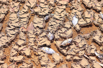 dry land texture background