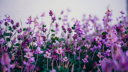 Naklejka premium Purple meadow flowers and clover leaves frame on white background