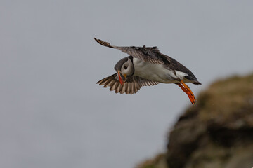 Puffing in flight off the coast of shetlands in Scotland 