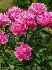 Paeonia Better Times blooms in summer garden