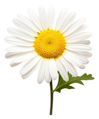 Fototapeta premium PNG Flower png daisy plant white.