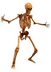 3D Rendering Human Skeleton on White