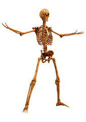 3D Rendering Human Skeleton on White