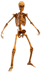 3D Rendering Human Skeleton on White