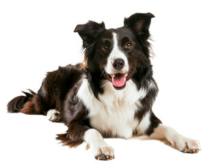 Full body shot of Border Collie dog, lying down, smiling.