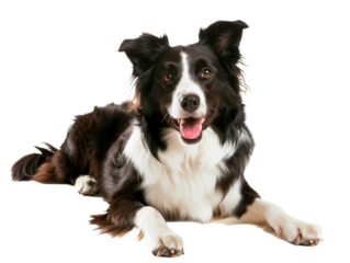 Full body shot of Border Collie dog, lying down, smiling.