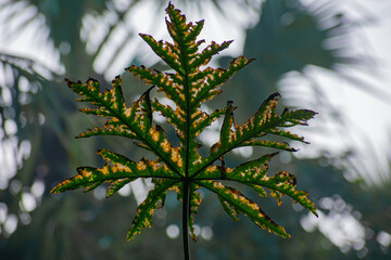 Close up yellow leaf natural shot in a winter morning in india.