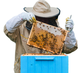 Pszczelarz w stroju ochronnym przy ulu z plastrem miodu i pszczołami. Przezroczyste tło.
