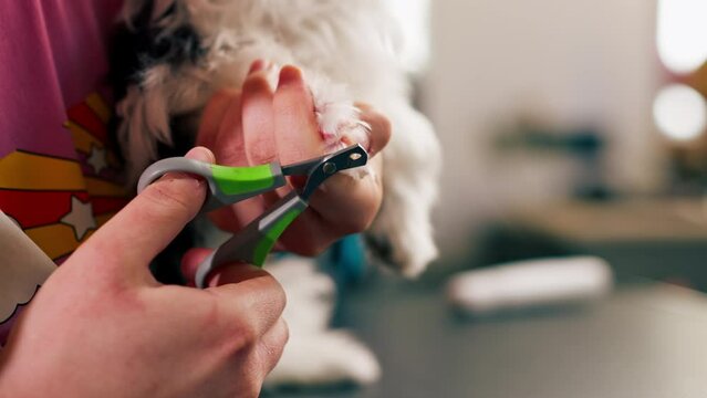 close up In the grooming salon a small white-black dog by the groomer nail trimming procedure