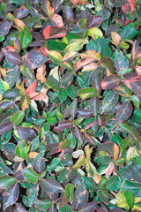 natural plant leaf background